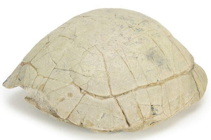 Inflated Fossil Tortoise (Stylemys) - South Dakota #235562